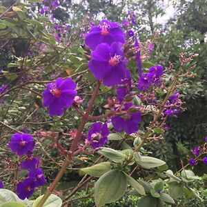 jessicamassie avatar