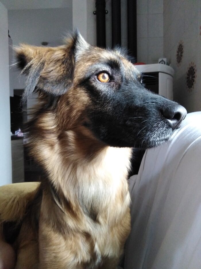 She's Arya, Adopted 6 Years Ago And Loved Since