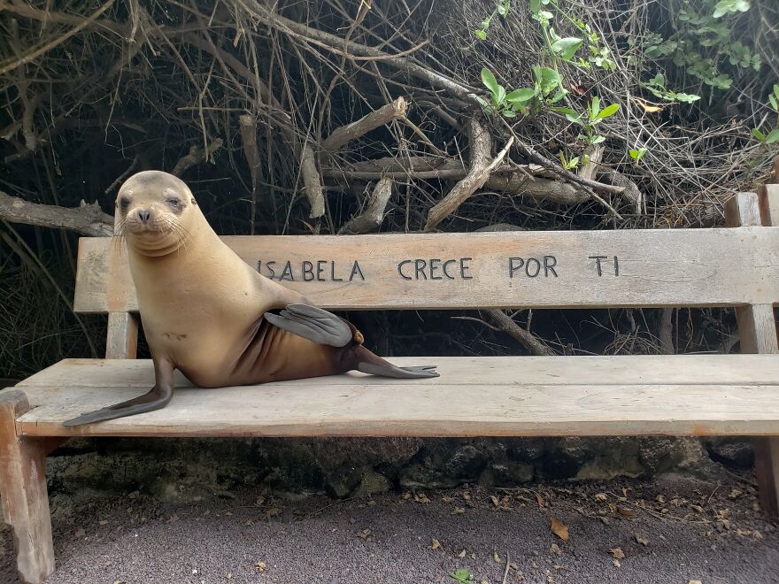 Underwater Videographer Gets Up Close With Apex Predators