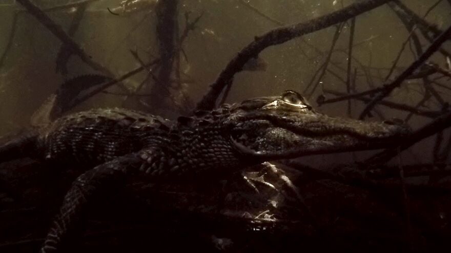 Underwater Videographer Gets Up Close With Apex Predators