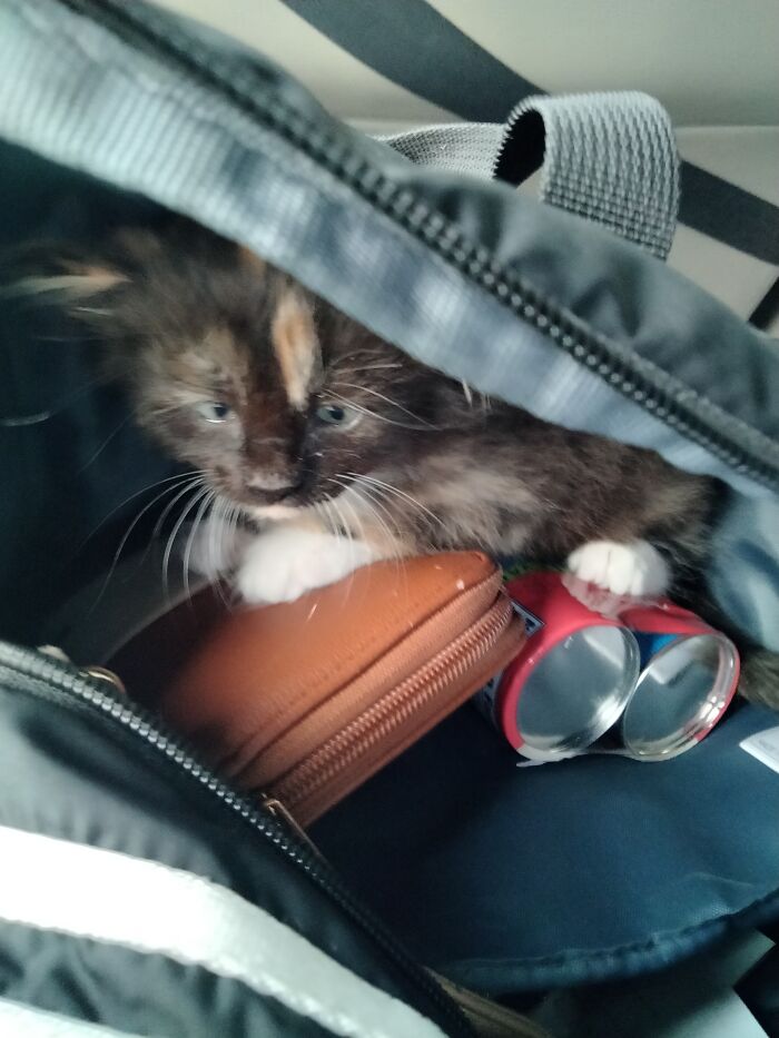 Jade Was Only 2 Weeks Old Was Bottle Fed And Came Home In My Backpack On Top Of My Wallet