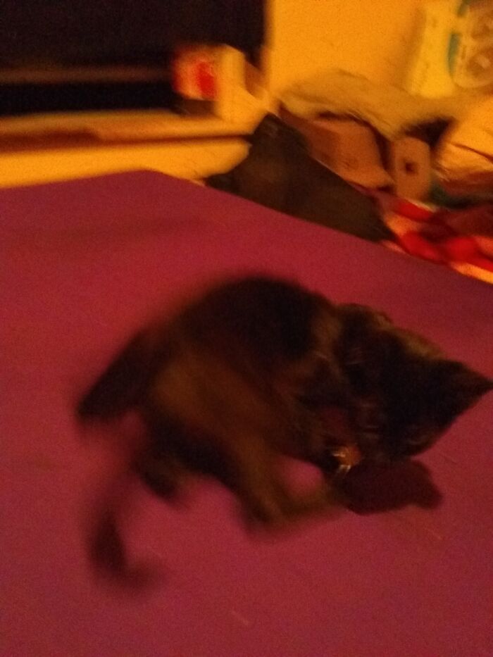 Toothless With "Noise Bug" (Aka Cicada)