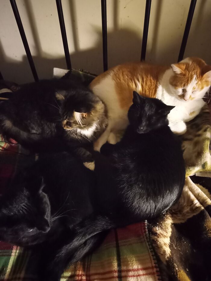 Sugarfoot, Born To A Stray Momma, Walked In The Door, Jumped On The Couch. As If To Say, "I'm Home!". Tommy-O, Kicked Out By Former Owner. Pleaded To Come Inside. Rambo, Sugarfoot's Brother, Had To Join His Sister. Mr. Mistoffelees Abandoned By Previous Owners. This Is A Small Group Picture. There Are 9 More. All Rescues