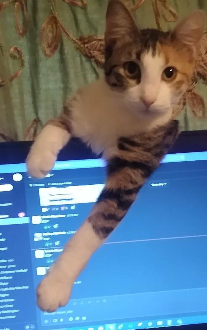 This Is Cricket, My Remote Work Manager. Found Her At A Bar, Pouncing Crickets (Hence The Name)