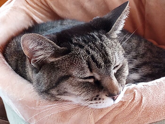 Rumpleteezer, Was Duct Taped In A Box With Her 4 Kittens And Left In A Park 