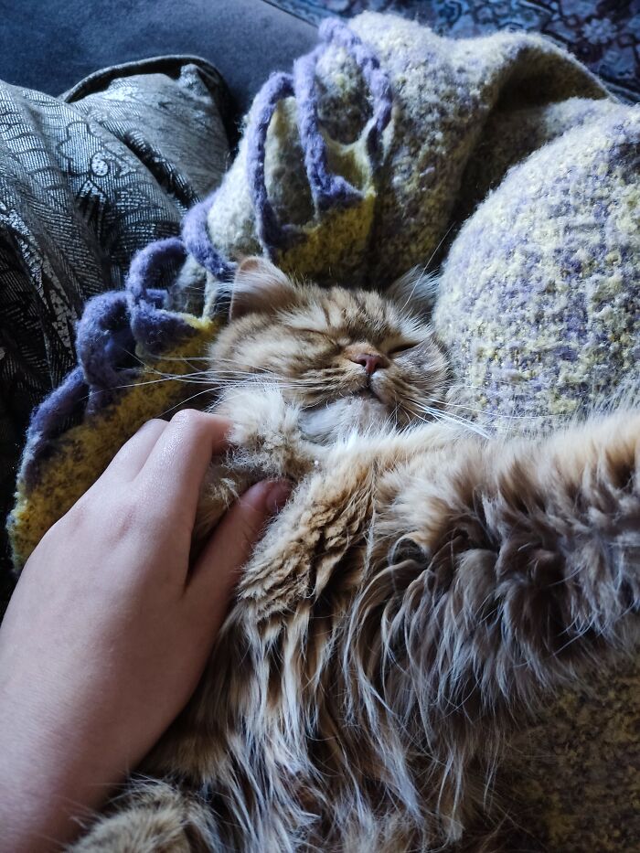 This Is Maya, And She Is The Fluffiest Cat You've Ever Seen