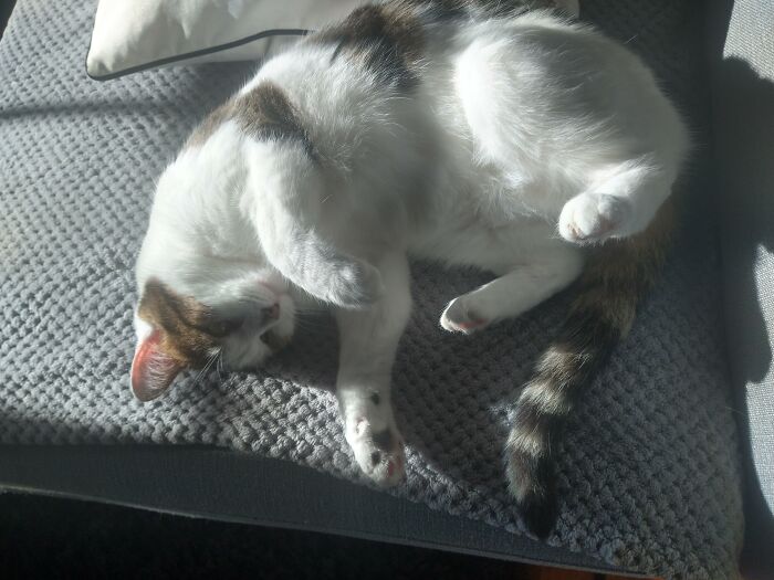 Cleocatra (Aka Cleo, Chonky, Mini Smaug, Fuff, Nom Nom, Cow Cat & Many More)