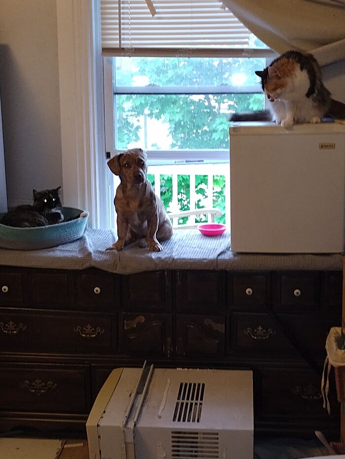 Jade (The Cat), Chanel (The Dog) And Salem (The Cat)