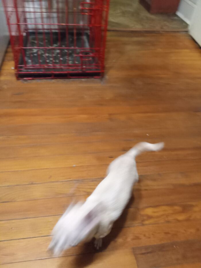 Bella Saw Me Open A Bag Of Chips 🤣