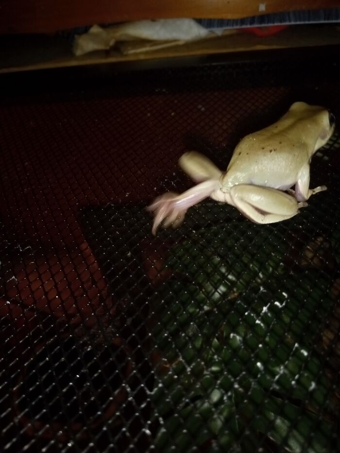 Kermit Saw A Mealworm 🤣