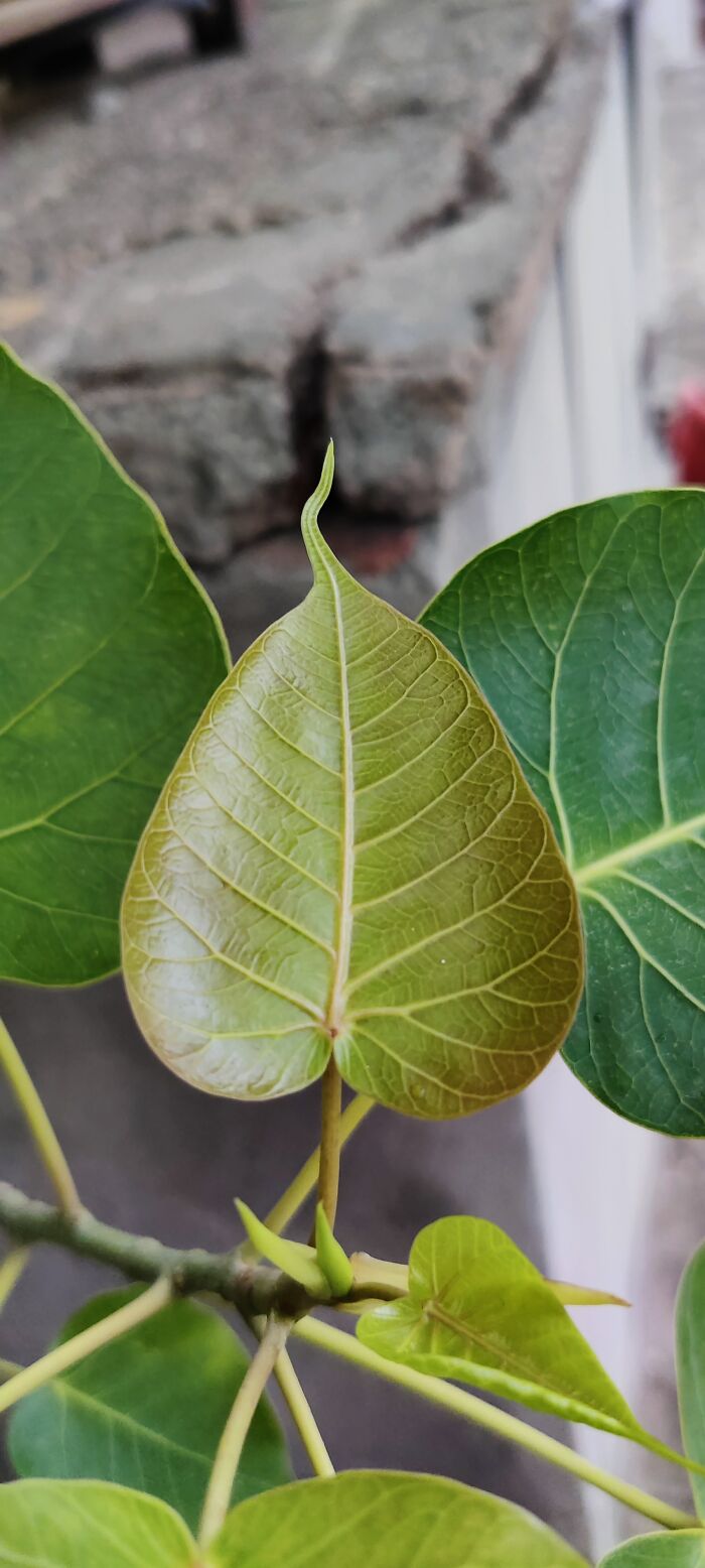 Something About Banyan Leaves