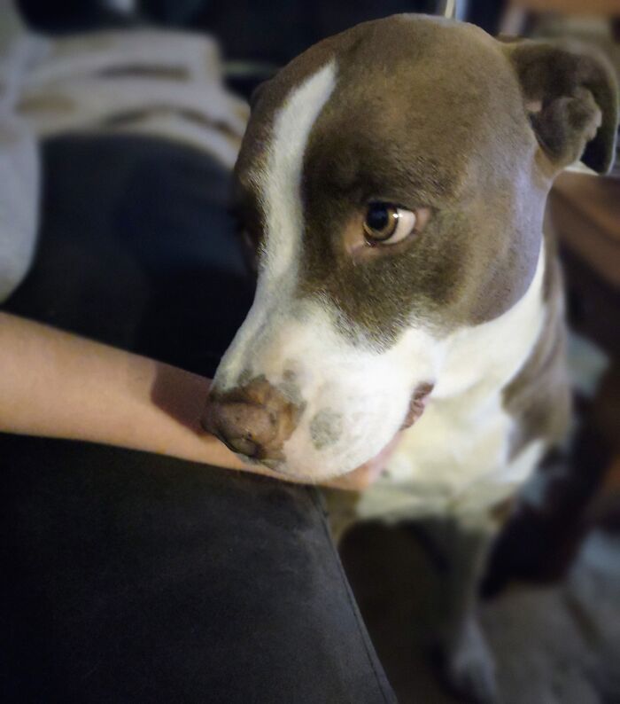 Lexi, We Think She Is A 2 Year Old Pittie. My Dad Found Her On The Side Of The Road Caged With Her Sister. We Kept Her And My Dad's Friend Got Her Sister, Daisy