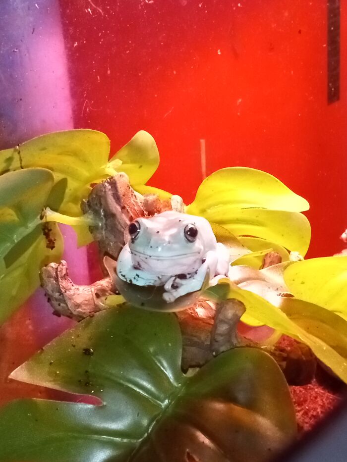 Kermit Sitting On His Favorite Leaf