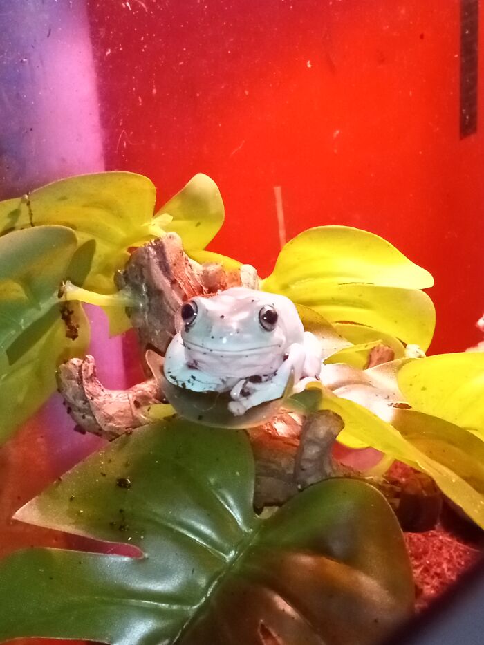 This Is Kermit. He Wants You To Know That You Are Amazing And Cool ☺️