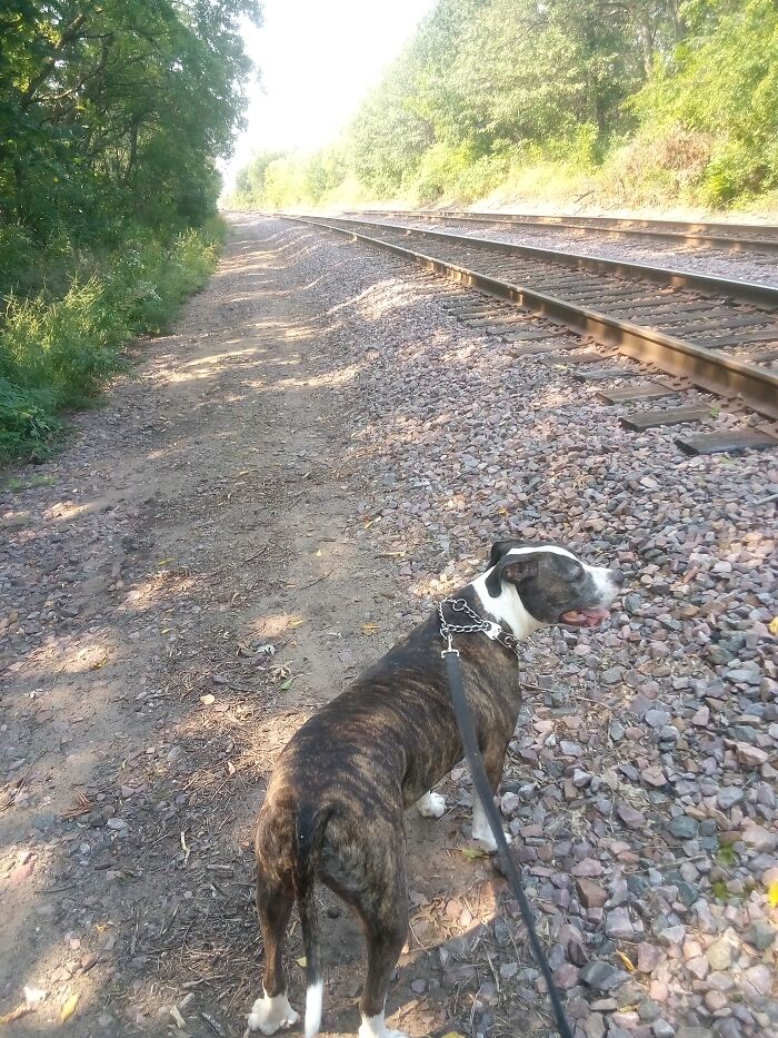 Found The Love Of My Life At A Shelter 8 Years Ago. The Moment I Saw Him, I Knew I Was His