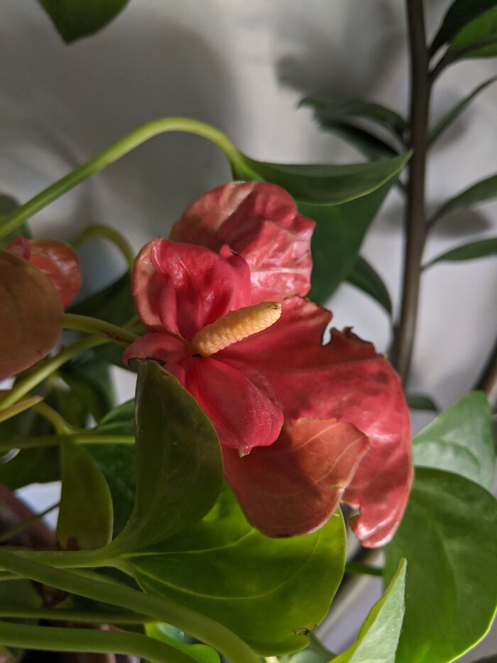 Anthurium