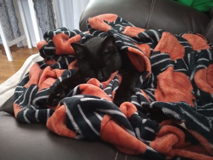 Meet Duck Duck. She Likes Long Naps Under The Covers. I Got Her 3 Years Ago When She Randomly Appeared In The Backyard While My Children Were Playing