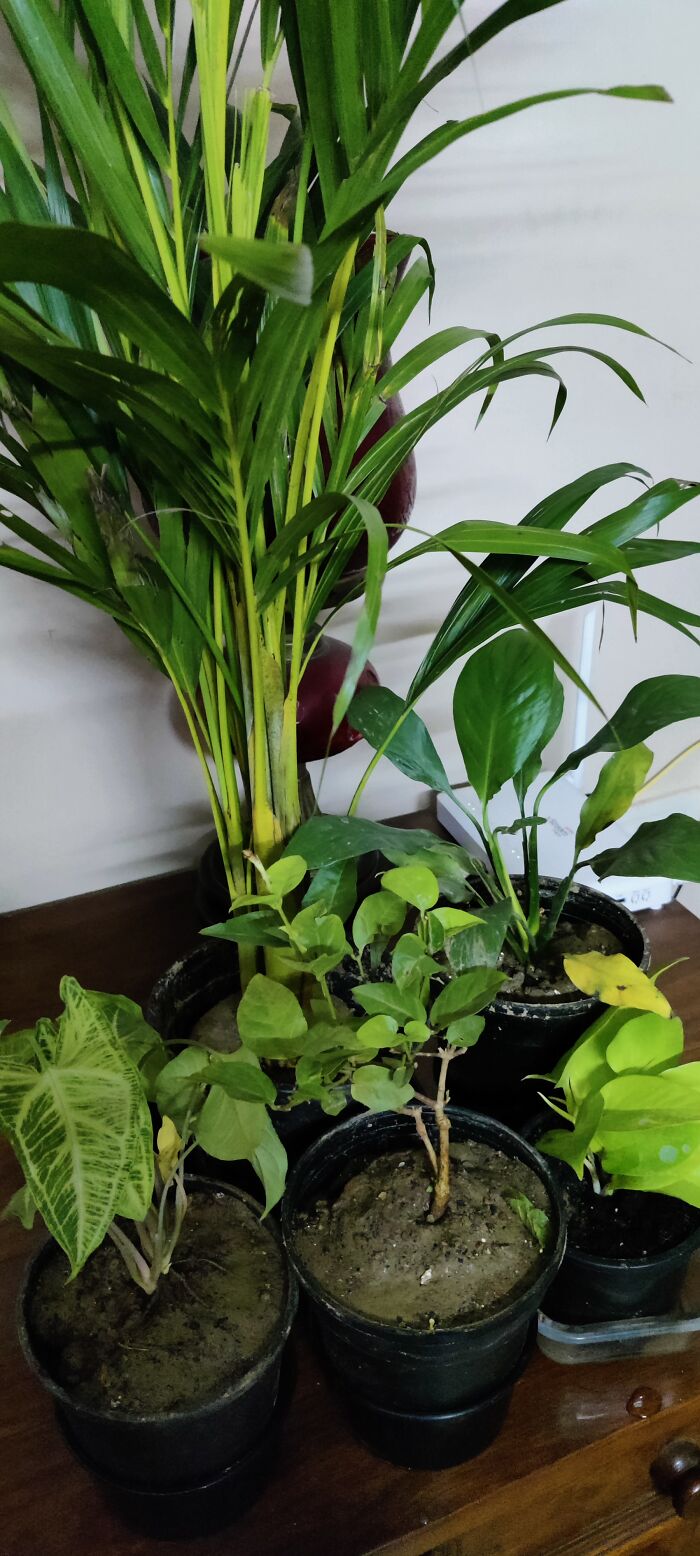 New To Gardening. Trying To Keep Them Green