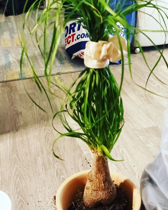 Repotting Time For My Ponytail Palm