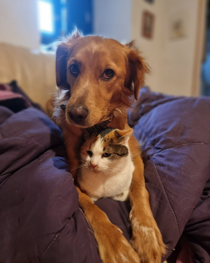 Teddy Houdini (Dog) And Jose Lluis (Mother Cat). He Was Adopted At Three Weeks After Being Taken To A Kill Shelter And Jose Lluis Is Actually A Girl (My Husband Insisted She Was A Boy... Hence The Name). She Appeared In Our Garden When He Was About 8 Weeks Old And Has Been His Best Friend Ever Since ❤️