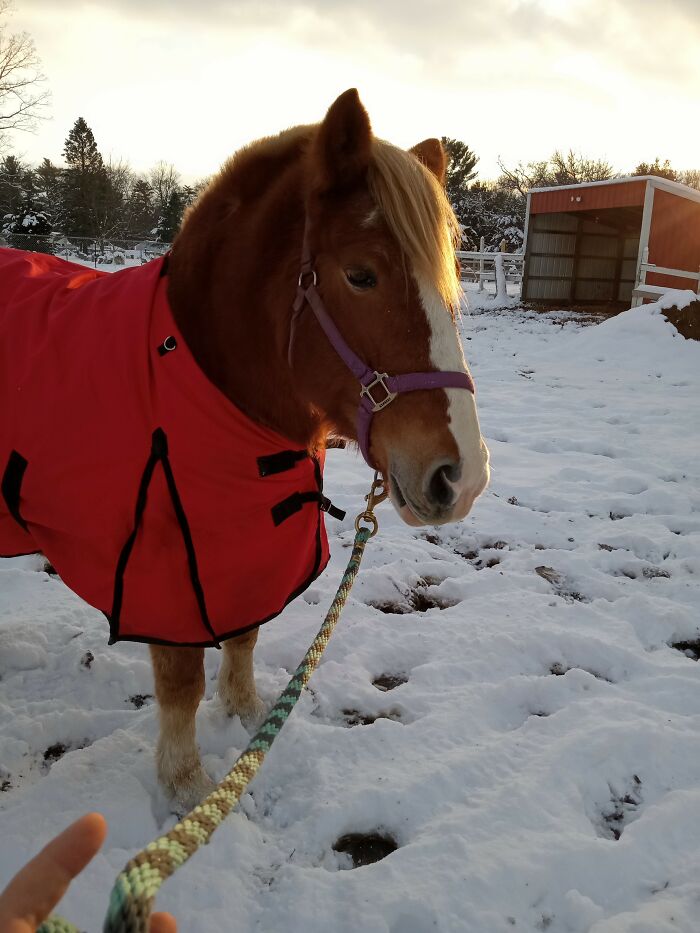 My Haflinger Mare Ginger ( We Have 4 Other Horses )