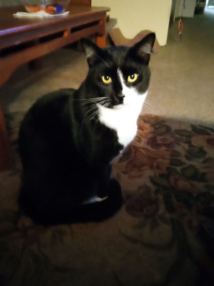 My Children Boots,baby,gibson, Morgan And Sylvester