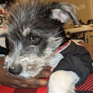 tomacinaharris avatar