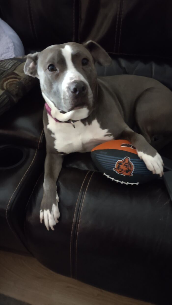 Lucy Diehard Chicago Bears Fan