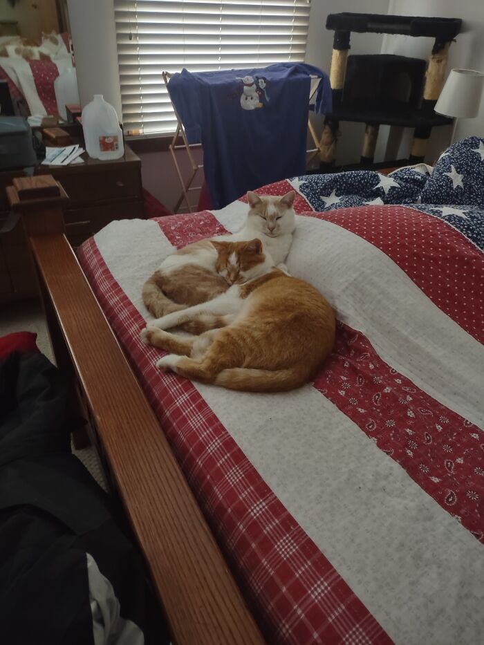 William Wallace (White + Tan) And General Sherman (Orange)