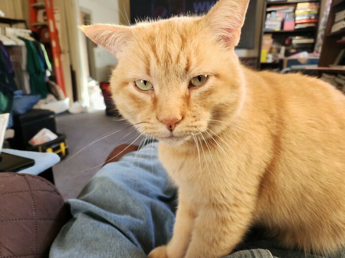 Ollie Says, "Merry Freakin' Christmas.". Too Cold, Too Much Snow To Go Outside On Christmas Day