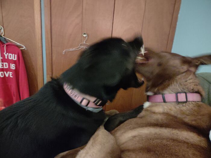 Don't Bite Your Sister's Head!