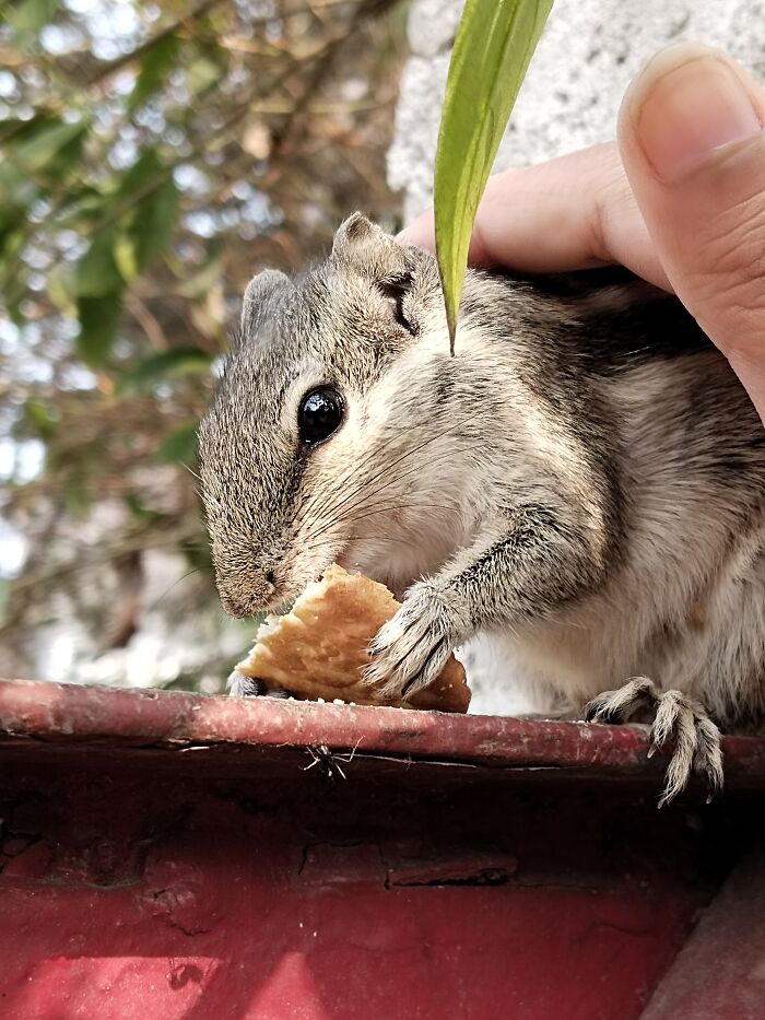 Presenting Gillu!!! She Is A Complete Foody. We Rescued Her With Her Two Siblings But The Other Two Didn't Survive 