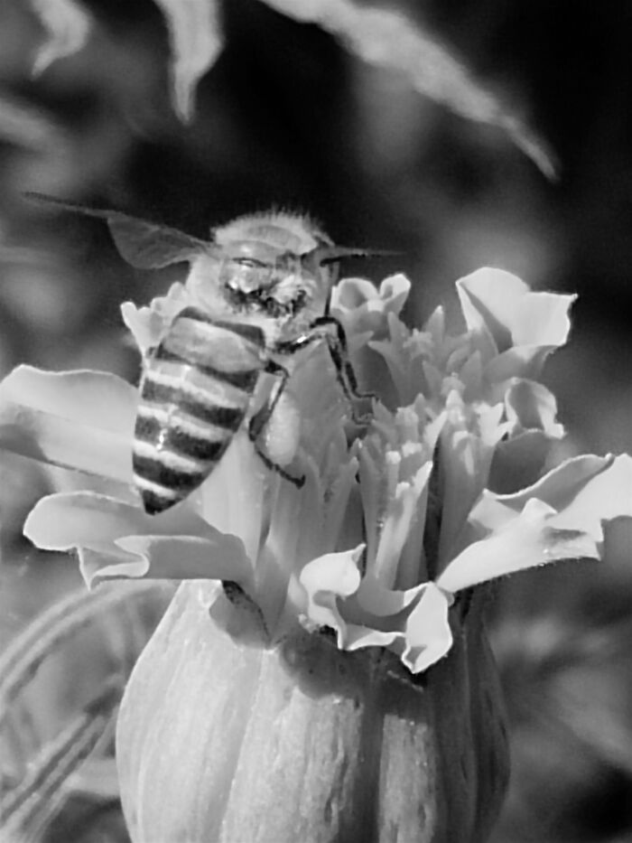 Bee On Marigold!