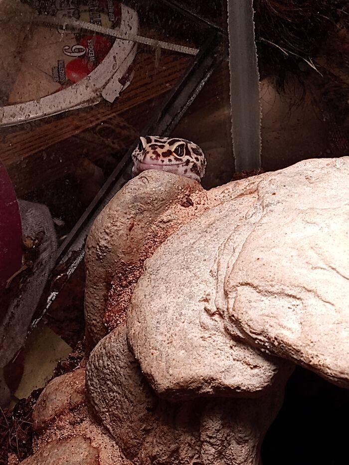 Eragon Peeking Out Of His Rock