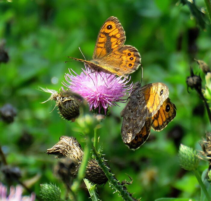 Maybe These Two Beauties