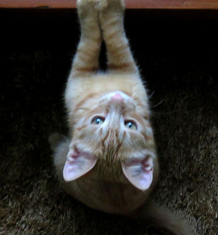 My Sweet, Skinny, Little Boy, He Just Finally Got A Home