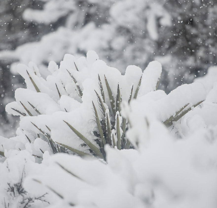 I Photographed A Stormy Retreat Capturing My Snowy Tiny Home Adventure (19 Pics)