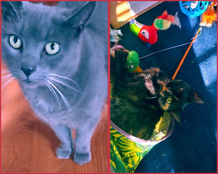 Both Formally Strays. First Up Is Baba Yaga. She's Super Affectionate And Adjusted Living Here Easily. Then There's Cinder, A Chatty Playful Drama Queen. When I Find Her She Was Just Skin And Bones, So Weak And Sick. It Took A Few Months To Get Her Healthy. Worth It, She's Been With Us Over A Year And I'm So Grateful