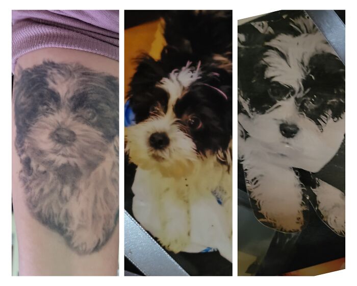 Tattoo of a black and white dog alongside two photos of the same pet.