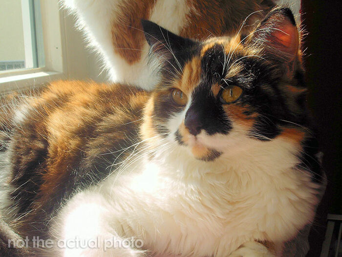 10 Inspiring Stories Of Pets Who Became Heroes Of 2022