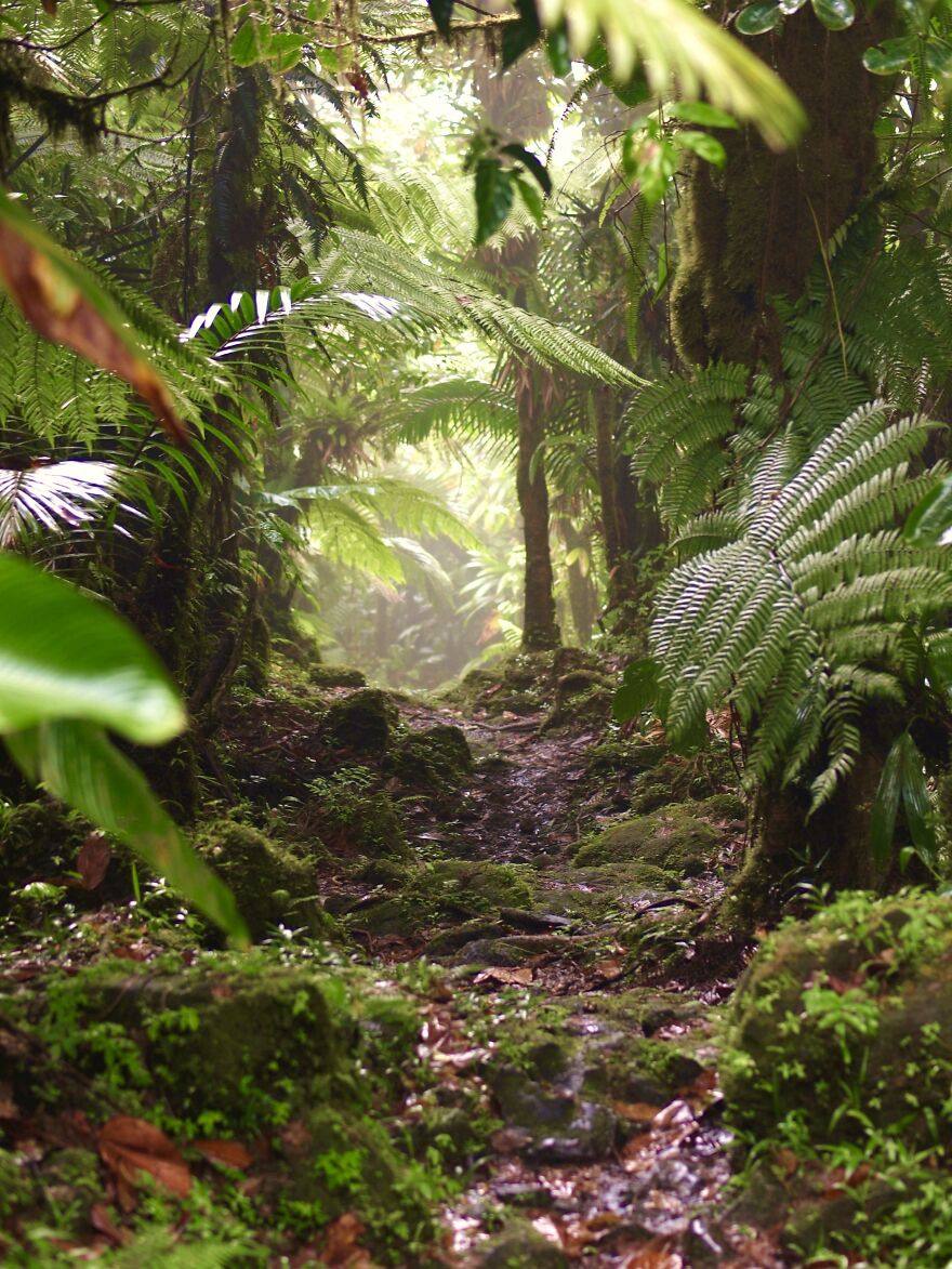 Part Of The Trail To Boeri Lake