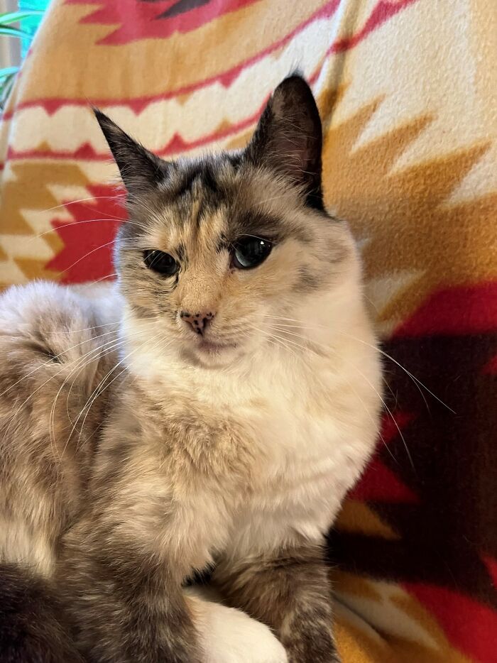 Miss Marshy Mallow Was Abandoned By Her Bad Family When They Moved Away