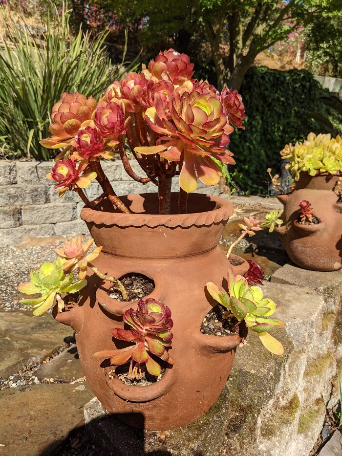 Used A Strawberry Pot To Grow Succulents In!