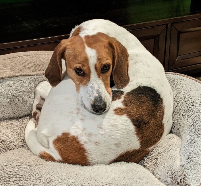 Adopted This Pretzel Two Years Ago. This Is Her "You Are A Terrible Person, But I'll Wait For You To Learn" Stare