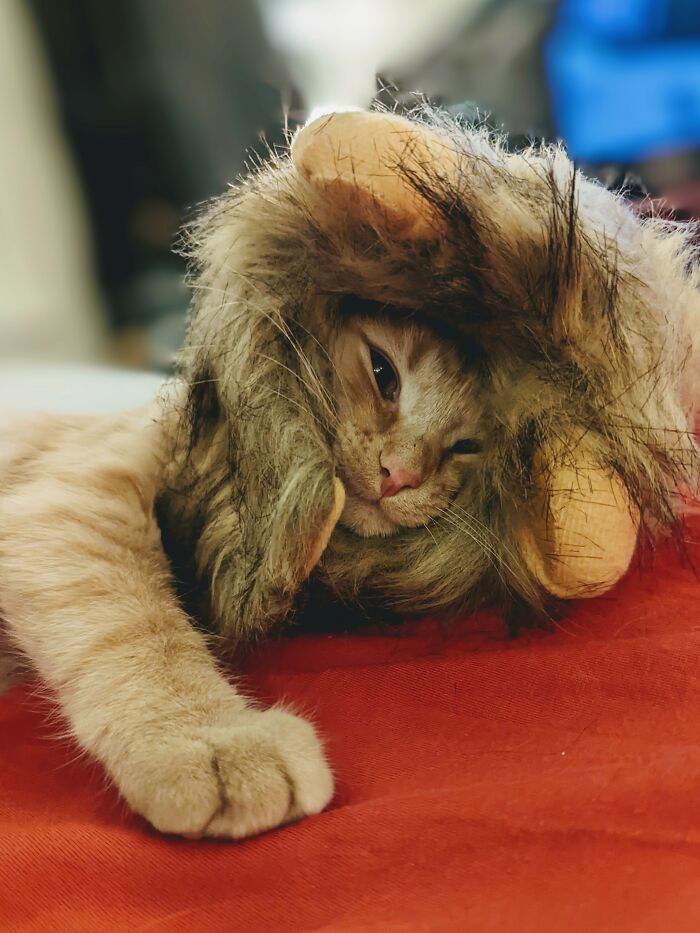 Rescued From A Busy Intersection At 5 Weeks, Elvis Had Been Hit By A Car. Seven Months Later All Better!