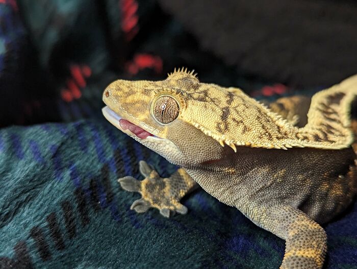 My Handsome Young Gentleman, Sheo - Crested Gecko