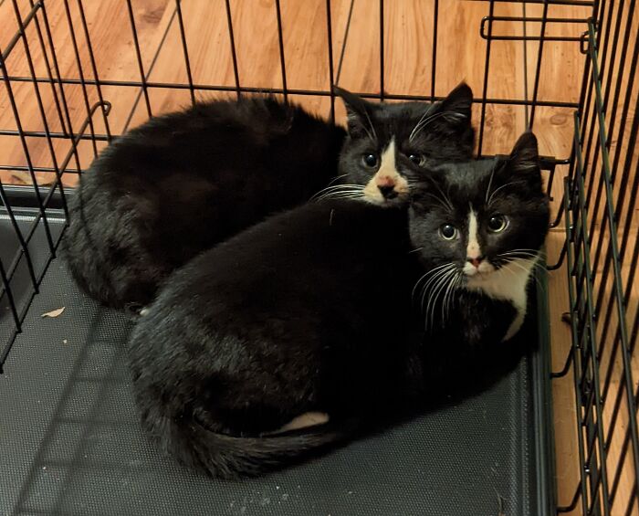 Two Wild Babies We Are Taming. Charlie In The Back With The Moustache And Elton In The Front With The "Rocket Launch" Blaze