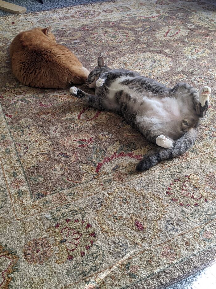 Pumpkin And Simon, Pumpkin Took Up At Our House A Few Years Ago And Simon Was Adopted From A Shelter. I Have 11 Cats Total And All Are Rescues