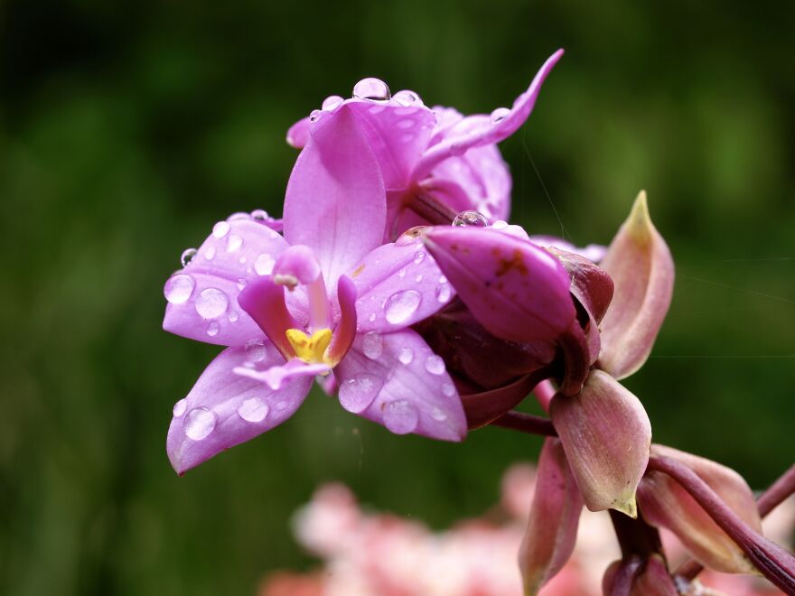 A Light Purple Orchid At Papillote Tropical Gardens
