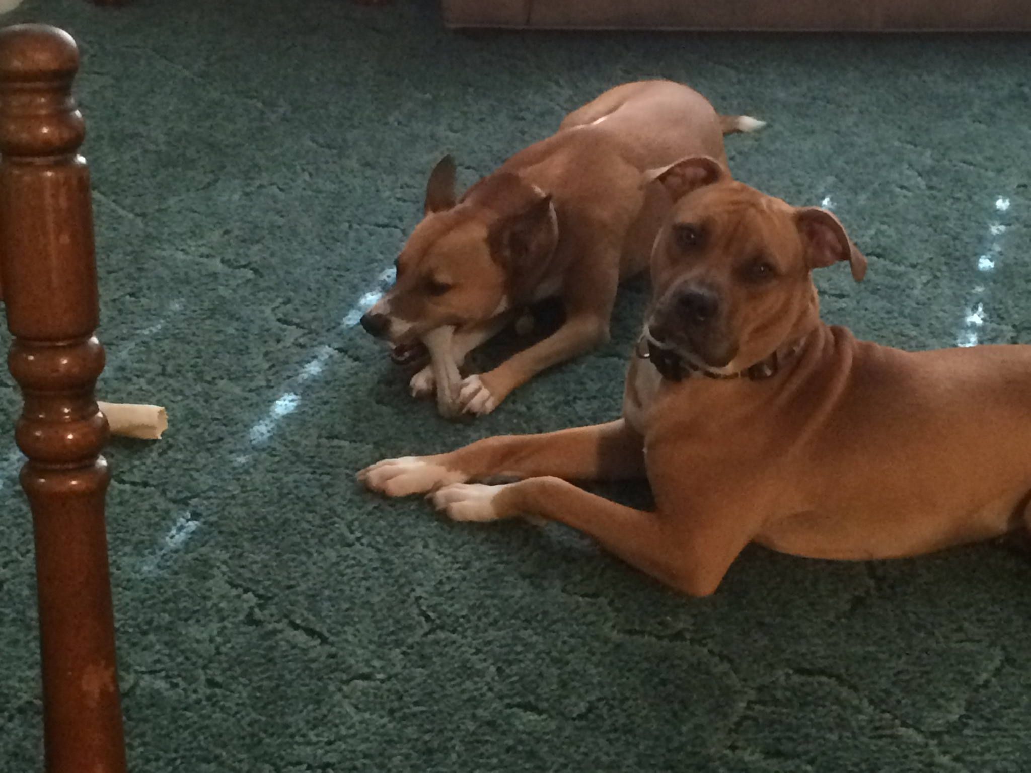 Pet Adoption Challenge